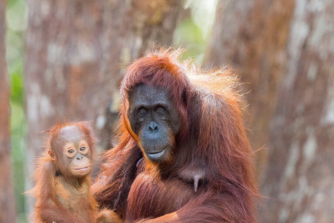 Indonesia, Borneo, Tanjung Puting National Park, Bornean orangutan (Pongo pygmaeus pygmaeus), Adult female with a baby