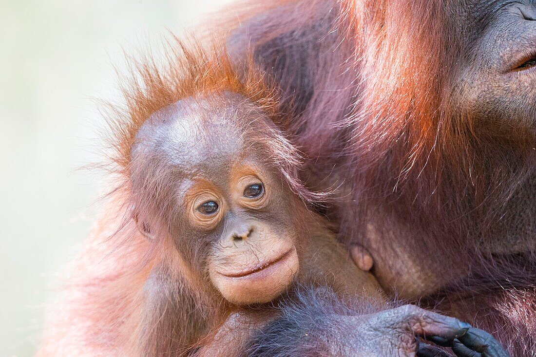 Indonesia, Borneo, Tanjung Puting National Park, Bornean orangutan (Pongo pygmaeus pygmaeus), Adult female with a baby, detail