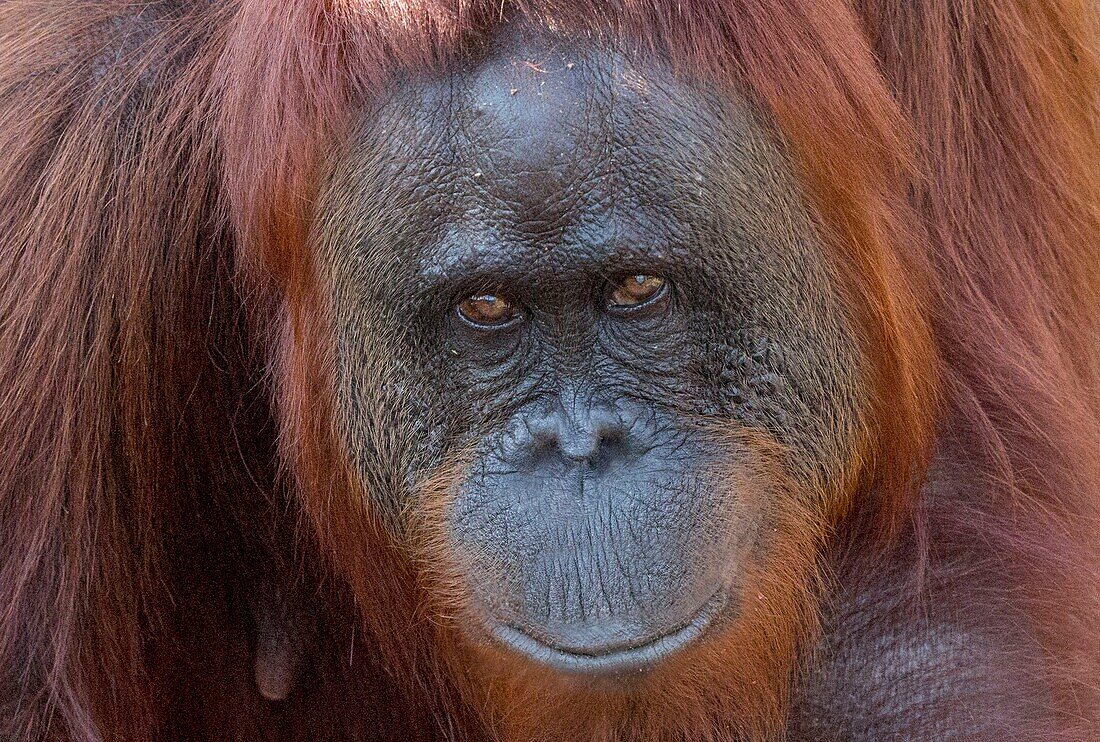 Indonesia, Borneo, Tanjung Puting National Park, Bornean orangutan (Pongo pygmaeus pygmaeus), Adult male alone