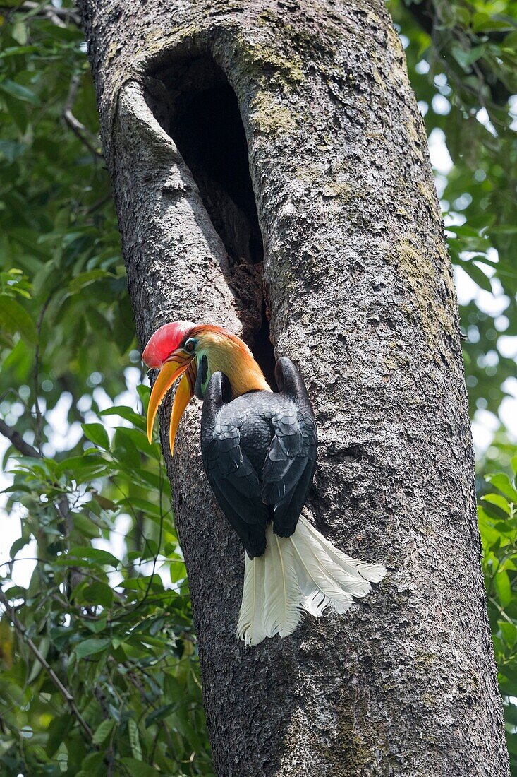 Indonesia, Celebes, Sulawesi, Tangkoko National Park, Red Knobbed hornbill (Rhyticeros cassidix), near the nest