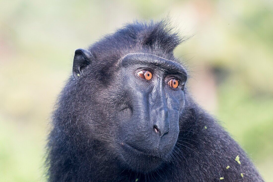 Indonesia, Celebes, Sulawesi, Tangkoko National Park, Celebes crested macaque or crested black macaque, Sulawesi crested macaque, or the black ape (Macaca nigra), Aduult male