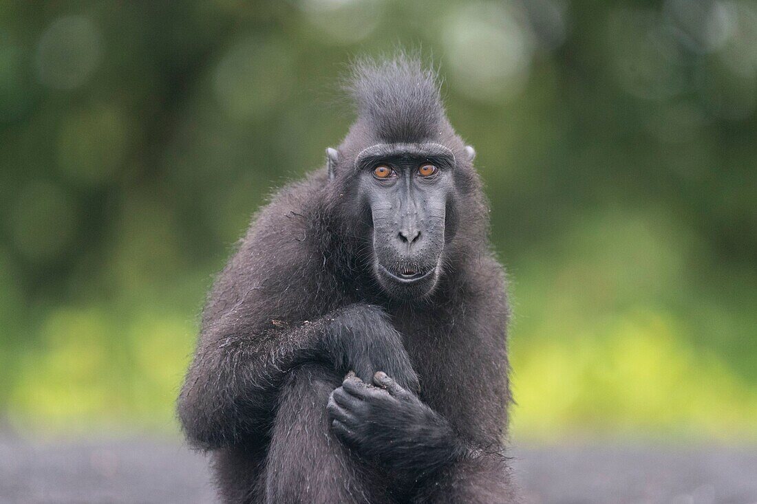 Indonesia, Celebes, Sulawesi, Tangkoko National Park, Celebes crested macaque or crested black macaque, Sulawesi crested macaque, or the black ape (Macaca nigra)