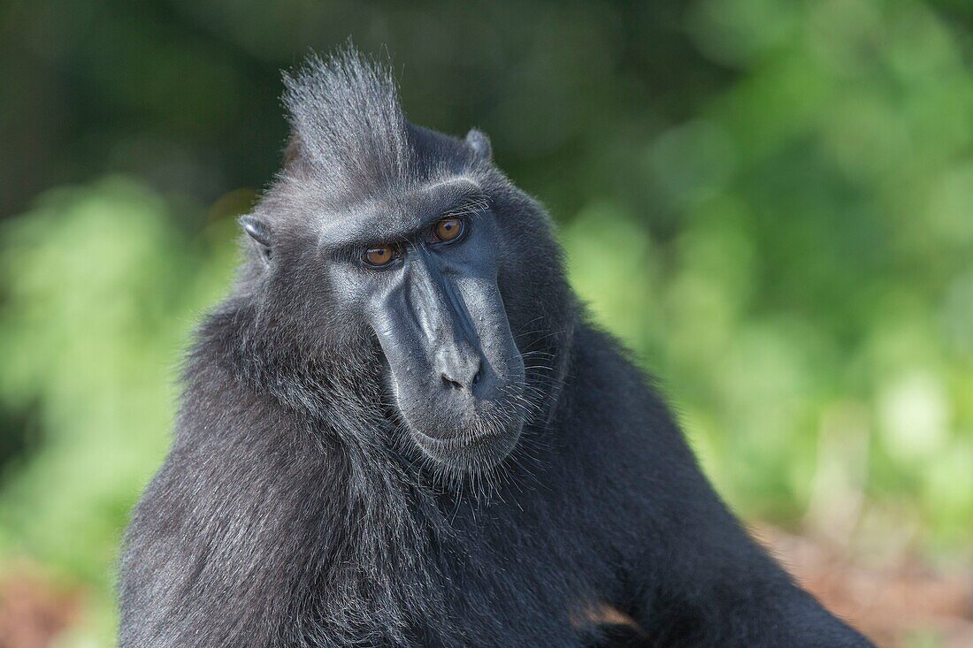 Indonesia, Celebes, Sulawesi, Tangkoko National Park, Celebes crested macaque or crested black macaque, Sulawesi crested macaque, or the black ape (Macaca nigra), Adult male