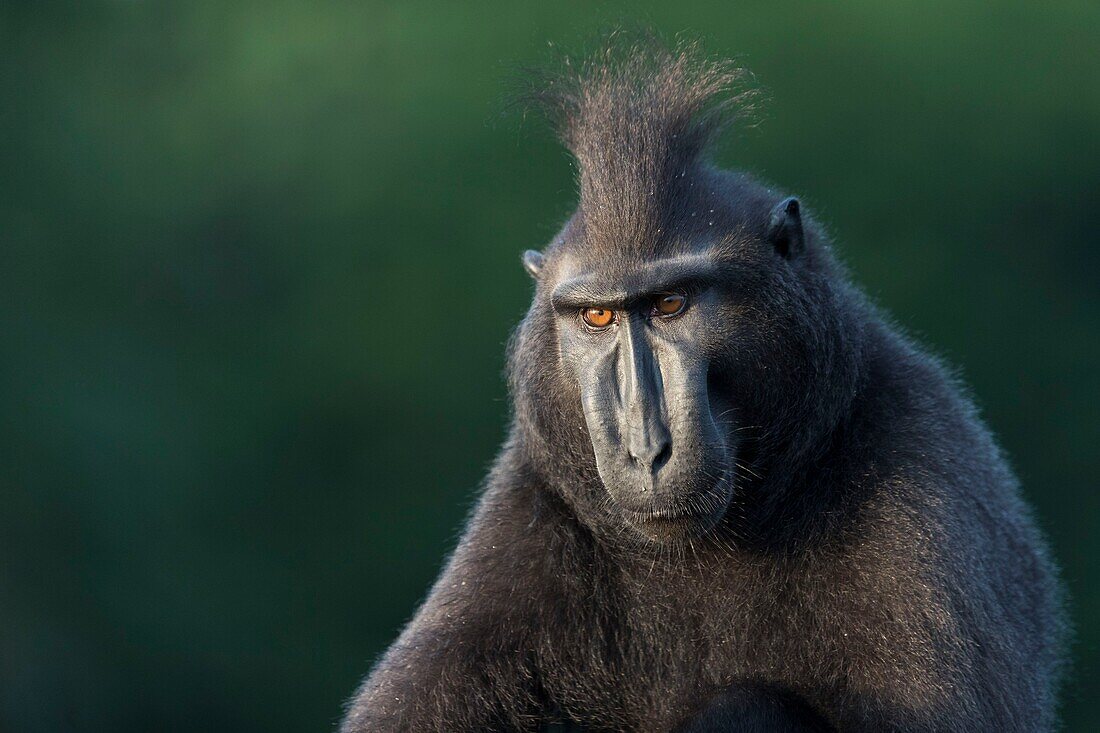 Indonesia, Celebes, Sulawesi, Tangkoko National Park, Celebes crested macaque or crested black macaque, Sulawesi crested macaque, or the black ape (Macaca nigra), Adult male