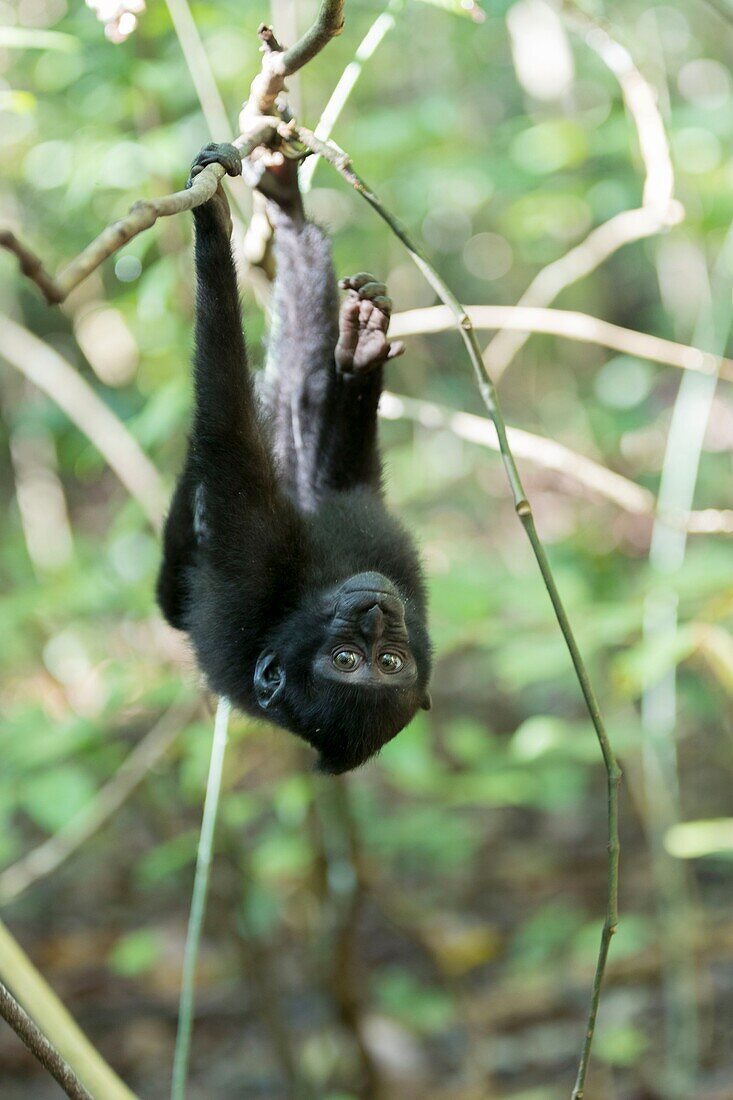 Indonesia, Celebes, Sulawesi, Tangkoko National Park, Celebes crested macaque or crested black macaque, Sulawesi crested macaque, or the black ape (Macaca nigra)