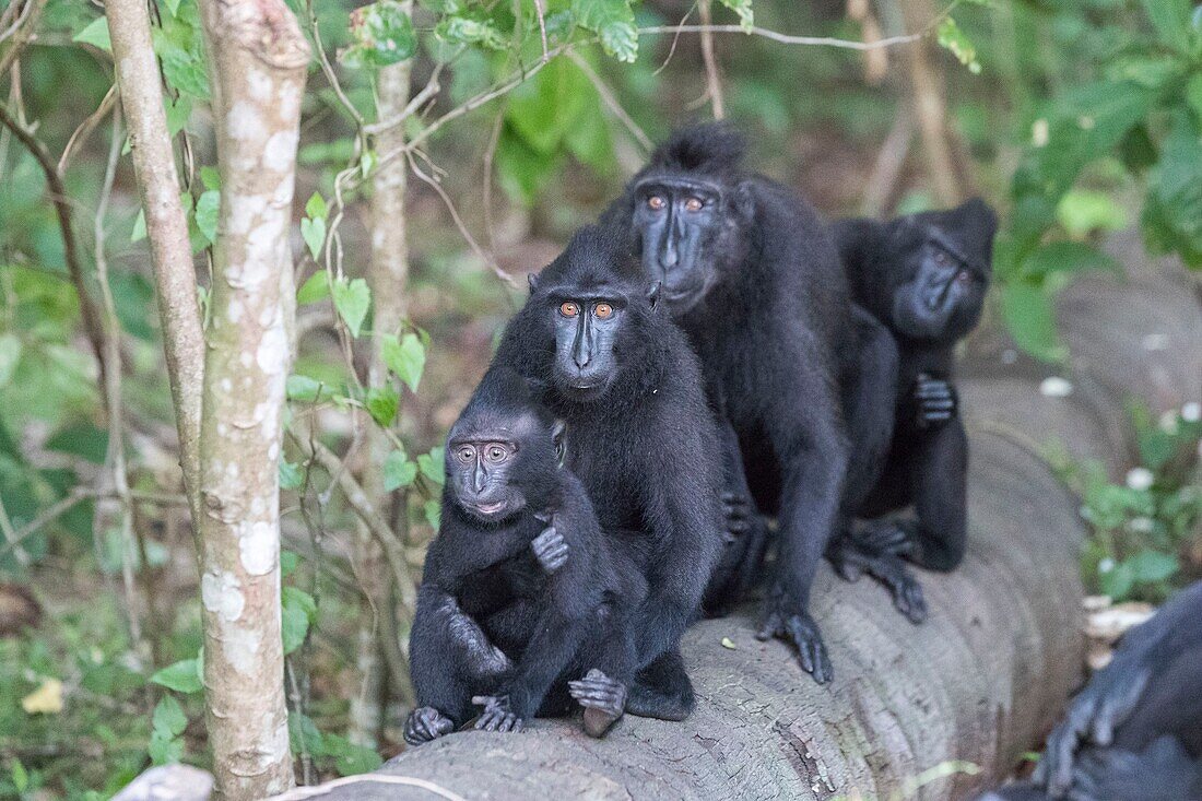 Indonesia, Celebes, Sulawesi, Tangkoko National Park, Celebes crested macaque or crested black macaque, Sulawesi crested macaque, or the black ape (Macaca nigra)