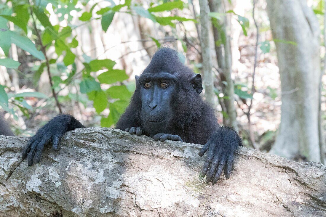 Indonesia, Celebes, Sulawesi, Tangkoko National Park, Celebes crested macaque or crested black macaque, Sulawesi crested macaque, or the black ape (Macaca nigra)