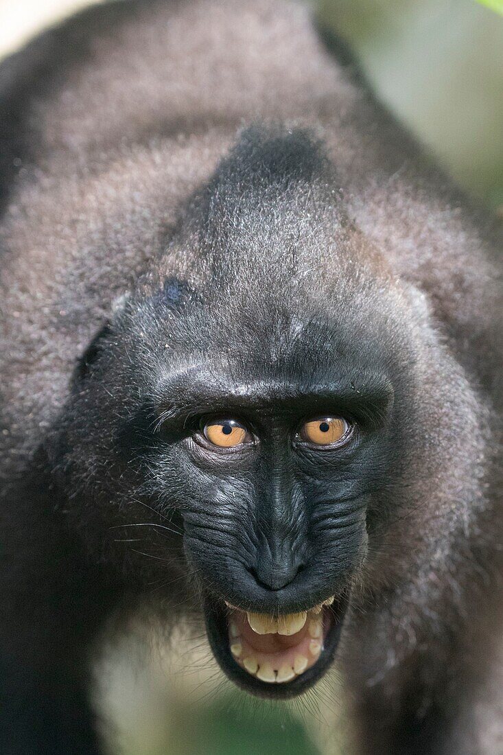 Indonesia, Celebes, Sulawesi, Tangkoko National Park, Celebes crested macaque or crested black macaque, Sulawesi crested macaque, or the black ape (Macaca nigra)