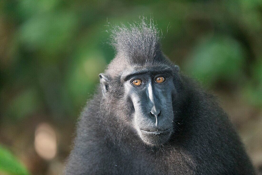 Indonesia, Celebes, Sulawesi, Tangkoko National Park, Celebes crested macaque or crested black macaque, Sulawesi crested macaque, or the black ape (Macaca nigra)