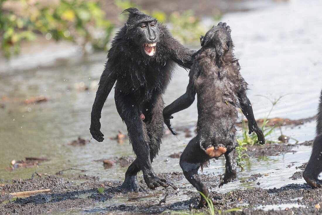 Indonesia, Celebes, Sulawesi, Tangkoko National Park, Celebes crested macaque or crested black macaque, Sulawesi crested macaque, or the black ape (Macaca nigra), in the river