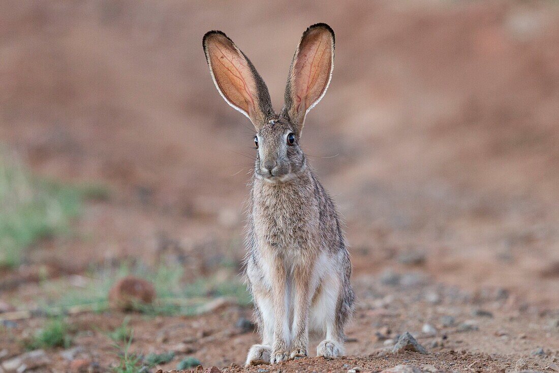 Südafrika, Privatreservat, Buschhase (Lepus saxatilis)