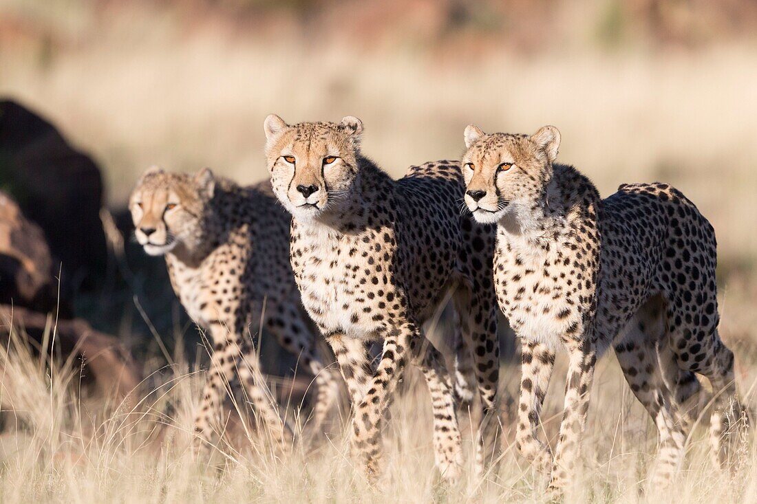 South Africa, Private reserve, Cheetah (Acinonyx jubatus), walking