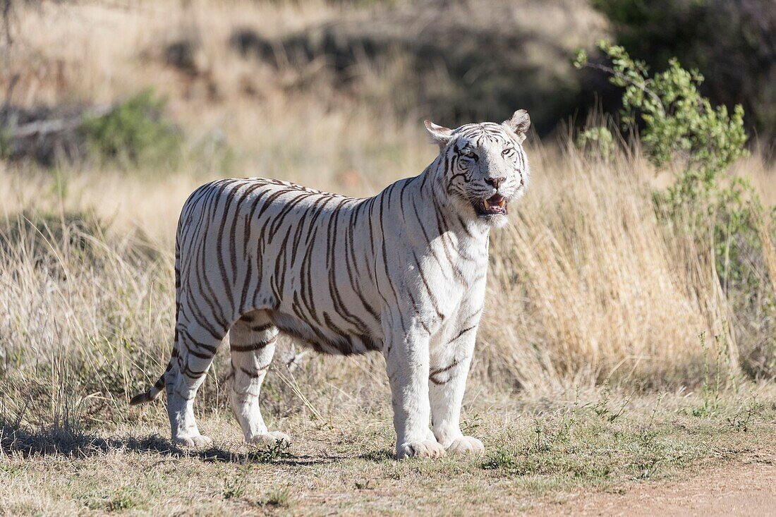 Südafrika, Privates Reservat, Asiatischer (Bengalischer) Tiger (Panthera tigris tigris), spazierend