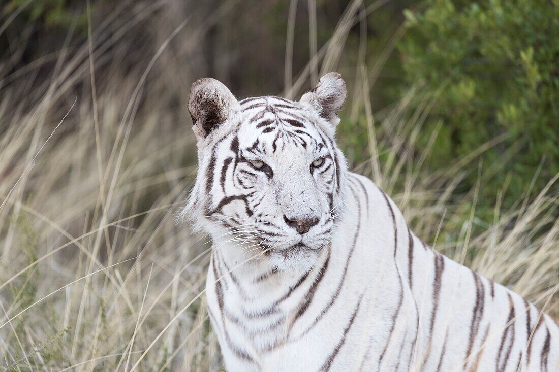 South Africa, Private reserve, Asian (Bengal) Tiger (Panthera tigris tigris), resting