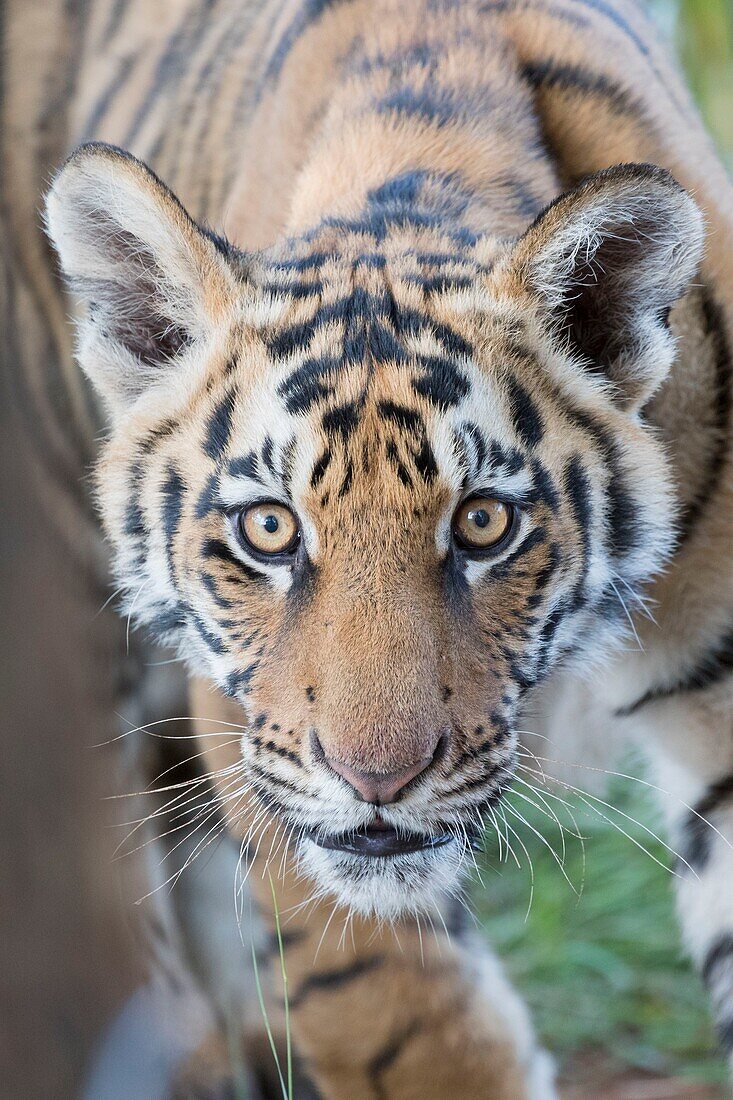 Südafrika, Privates Reservat, Asiatischer (Bengalischer) Tiger (Panthera tigris tigris), Jungtier, 6 Monate alt, ruhend