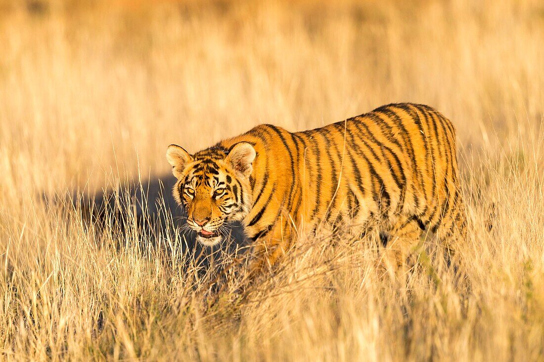 South Africa, Private reserve, Asian (Bengal) Tiger (Panthera tigris tigris), young 6 months old, walking