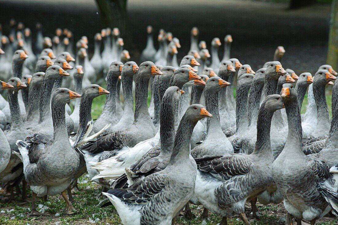 France, Dordogne, flock of gooses