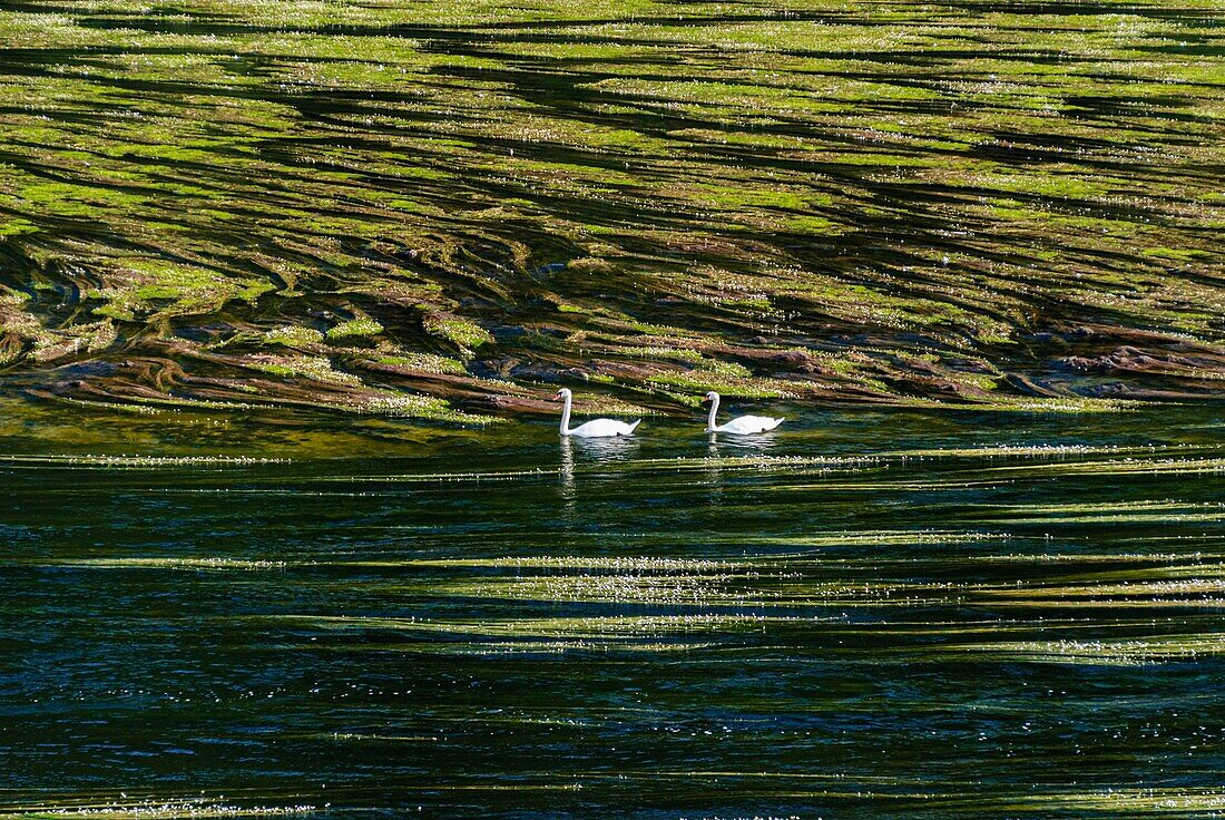 France, Dordogne, swans and Ranunculus aquatilis on the Dordogne river