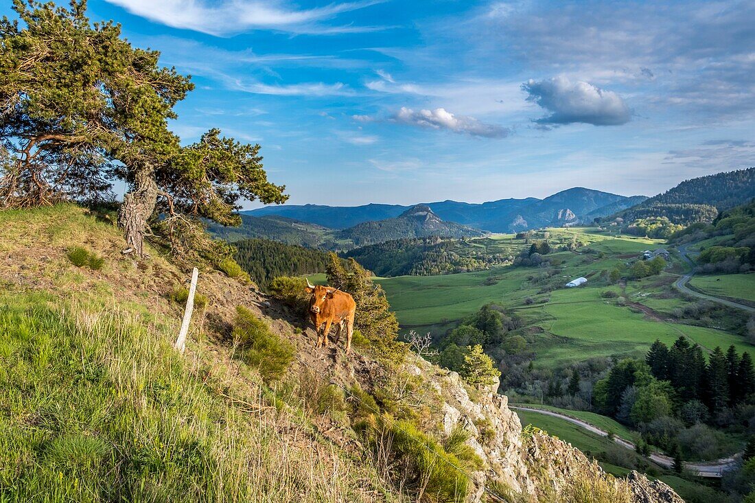 France, Ardeche, Parc Naturel Regional des Monts d'Ardeche (Regional natural reserve of the Mounts of Ardeche), Suc de Boree, Medille path, Cirque des Boutieres, Vivarais, Sucs area