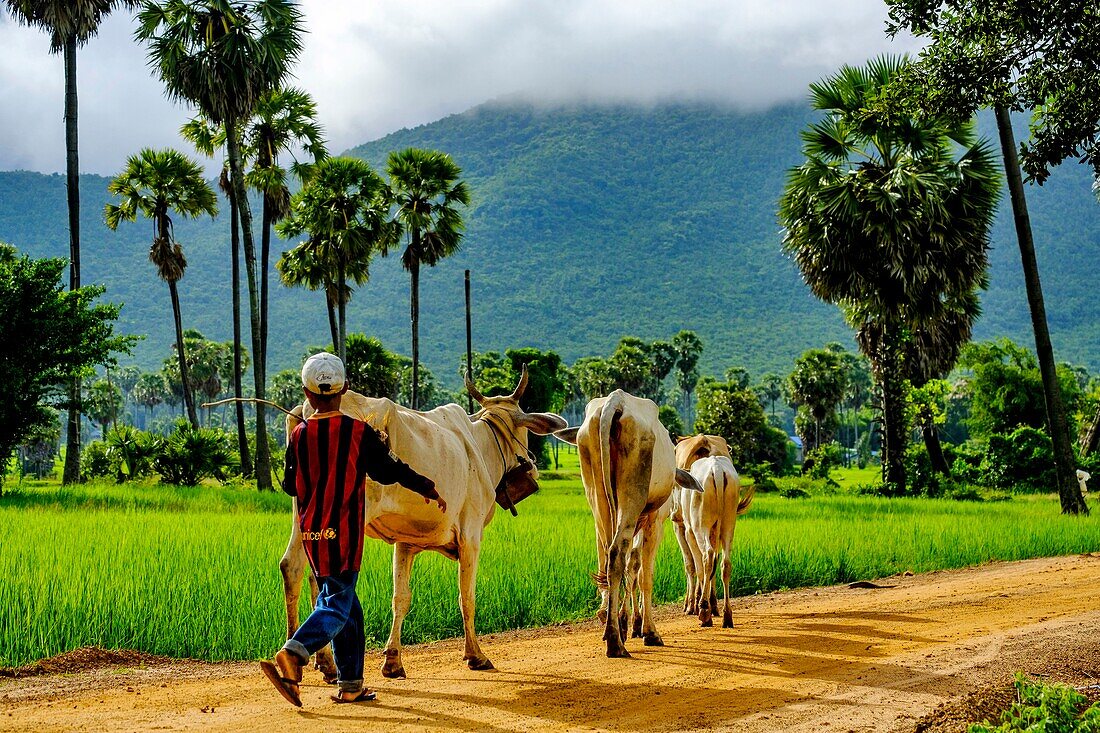 Cambodia, Kompong Chhnang or Kampong Chhnang, shpherd with his oax flock