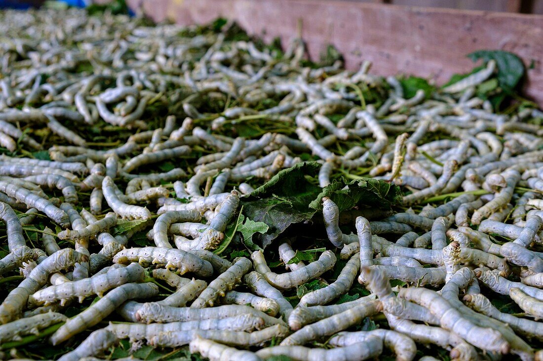 Cambodia, handicraft, silk work, silkworms breeding