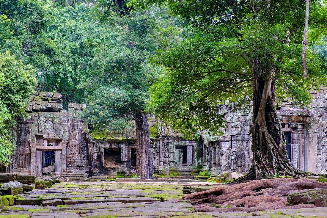 Cambodia, Angkor on World Heritage list of UNESCO, Ta Prohm temple, built in 12 th. century, by King Jayavarman VII