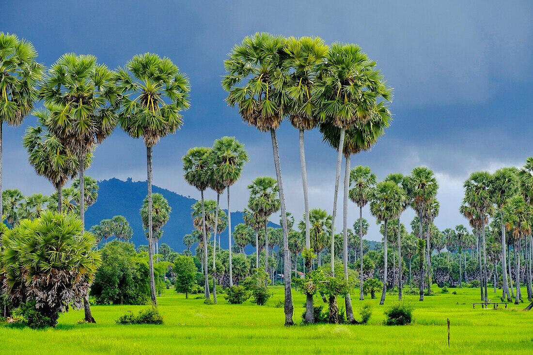 Cambodia, Kompong Chhnang or Kampong Chhnang, palm trees