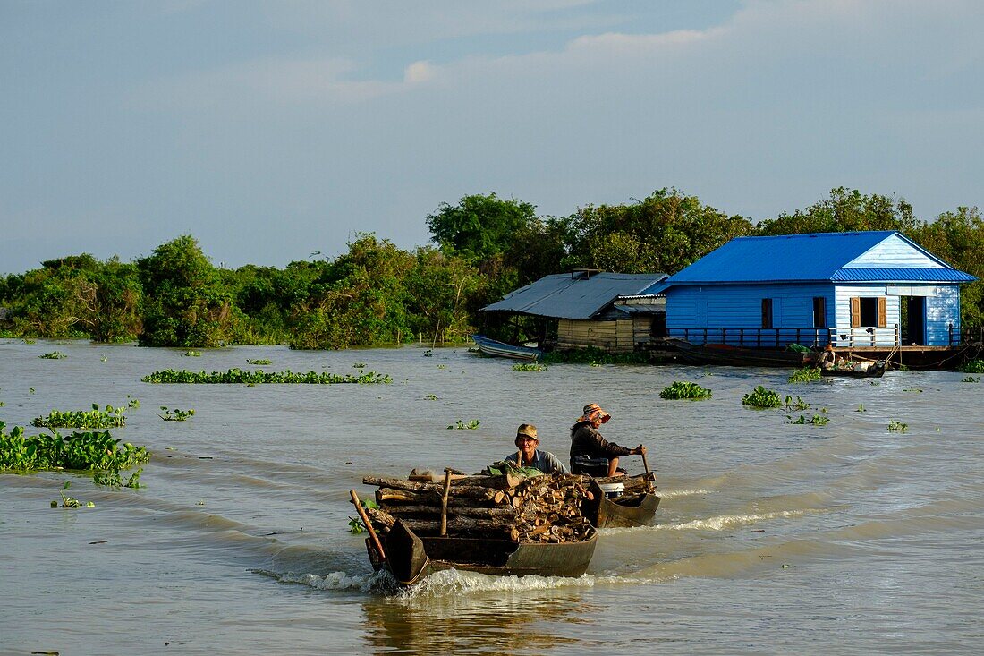 Cambodia, Kompong Kleang or Kampong Kleang, stilt houses village along the Tonle Sap lake, transport of firewood, afforestation