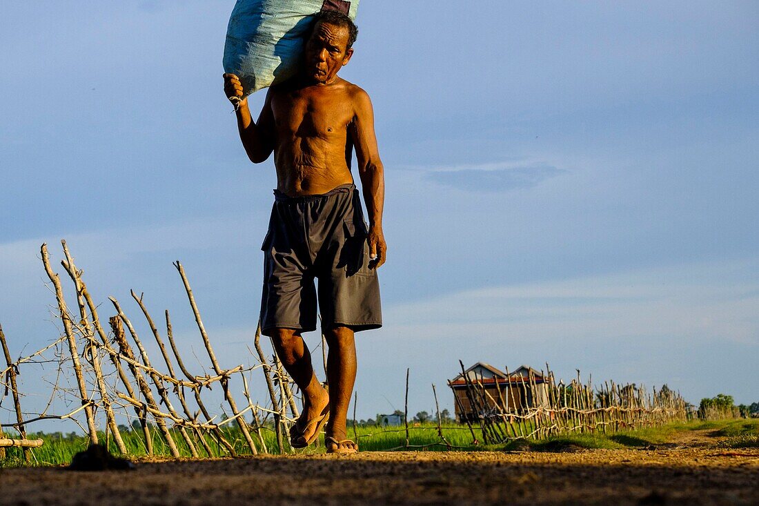 Cambodia, Kompong Thom province, Kompong Thom or Kampong Thom, farmer back from fields