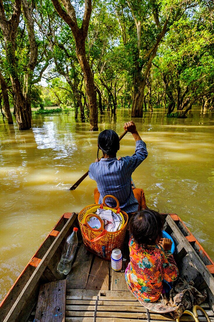 Cambodia, Kompong Phluc or Kampong Phluc, near Siem Reap, row boat in the flooded forest on the banks of Tonlé Sap lake