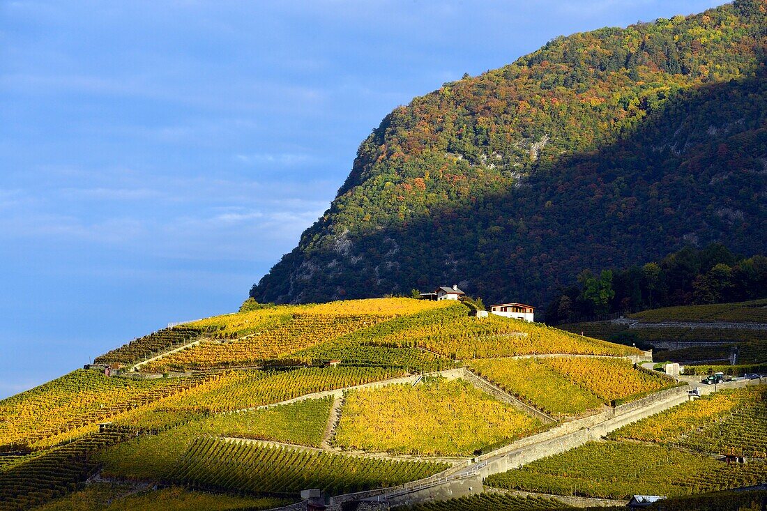 Schweiz, Kanton Waadt, Yvorne, kleines Städtchen inmitten von Weinbergen