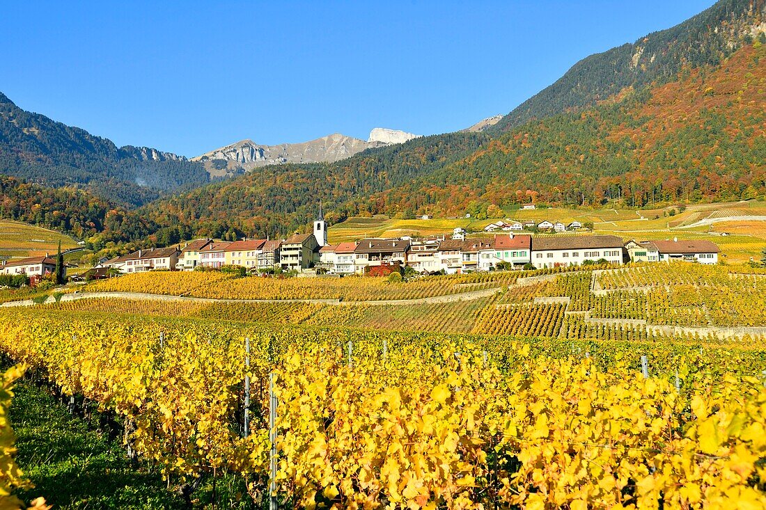 Schweiz, Kanton Waadt, Yvorne, kleines Städtchen inmitten von Weinbergen