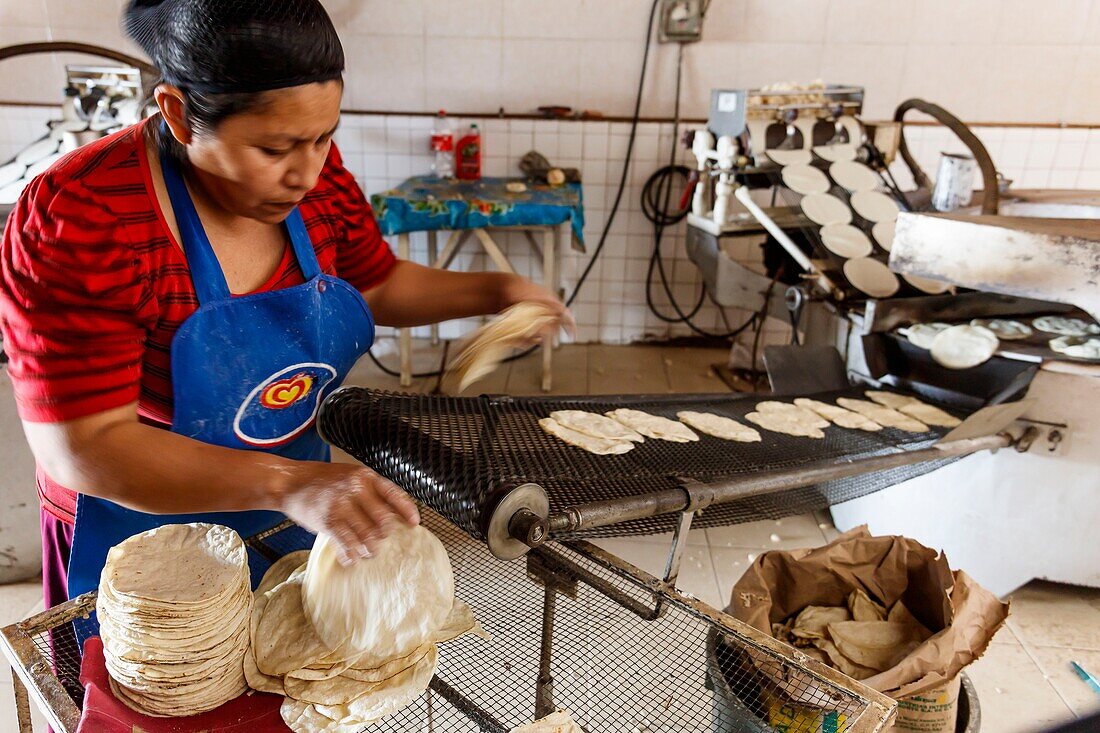 Mexico, Yucatan state, Muna, tortillas production