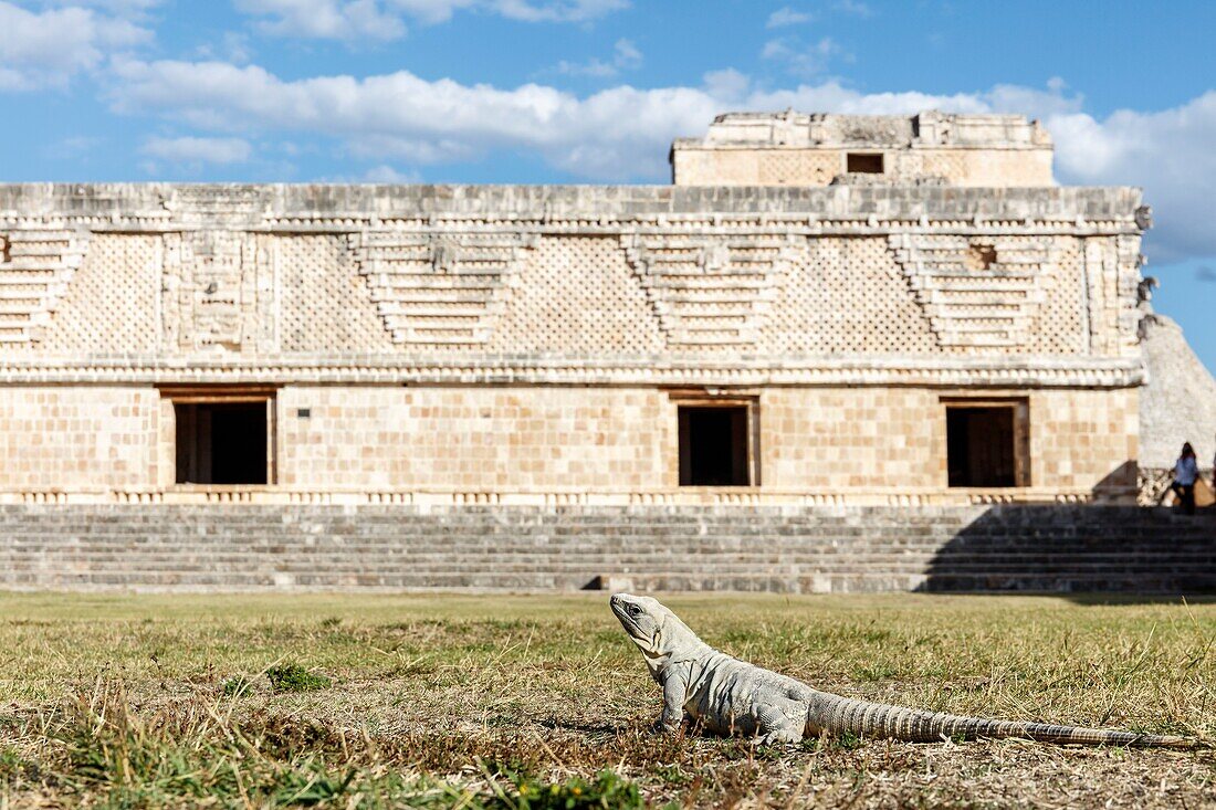 Mexiko, Bundesstaat Yucatan, Uxmal, Leguan Leguan