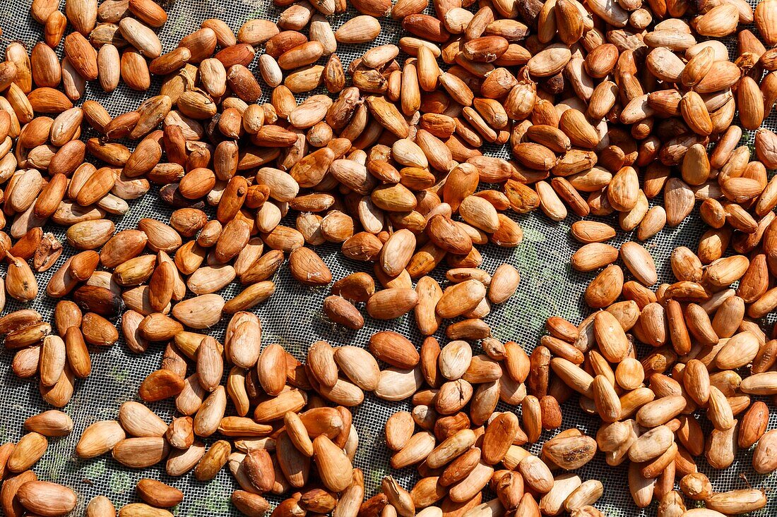 Mexico, Chiapas state, las Nubes, cocoa beans