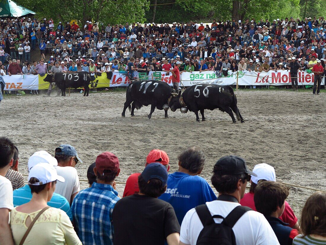 Switzerland, Valais Canton, City of Sion, yearly race Herens cows fights to indicate the queens