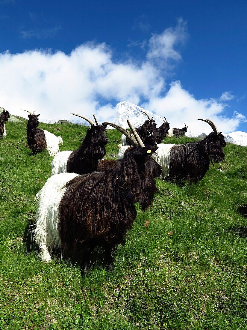 Switzerland, Valais Canton, Val d'Herens, Evolene county in summer