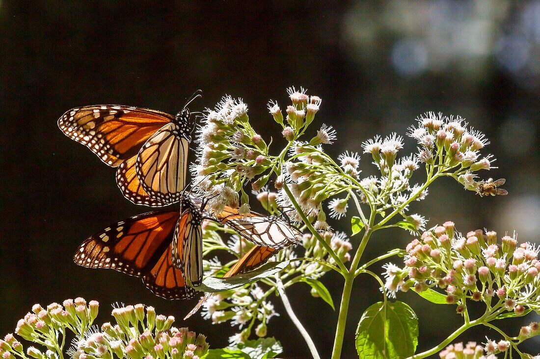 Mexiko, Bundesstaat Michoacan, Angangueo, Unesco-Welterbe, Biosphärenreservat für Monarchfalter, El Rosario, Monarchfalter (Danaus plexippus)