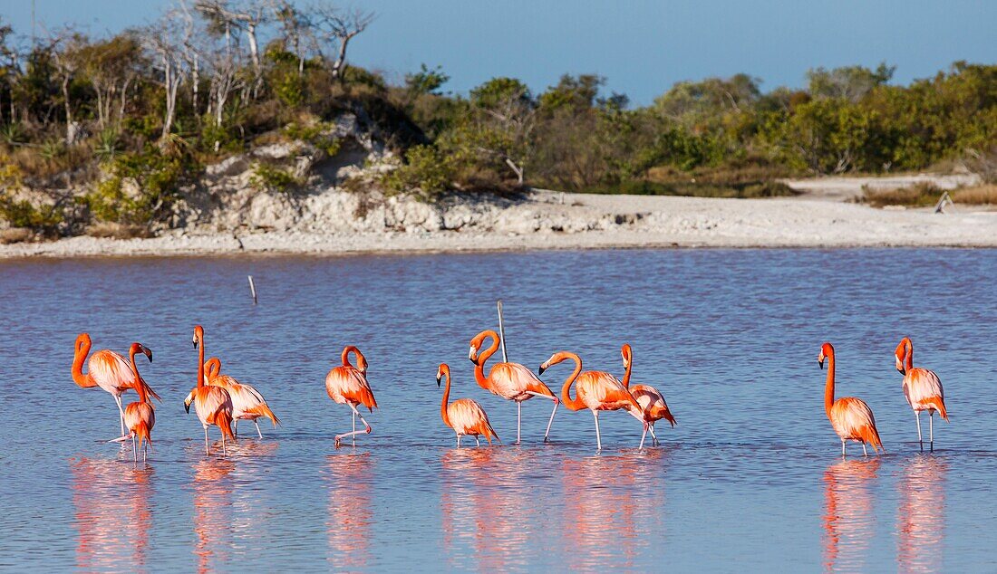 Mexiko, Bundesstaat Yucatan, Celestun, Amerikanischer Flamingo (phoenicopterus ruber)