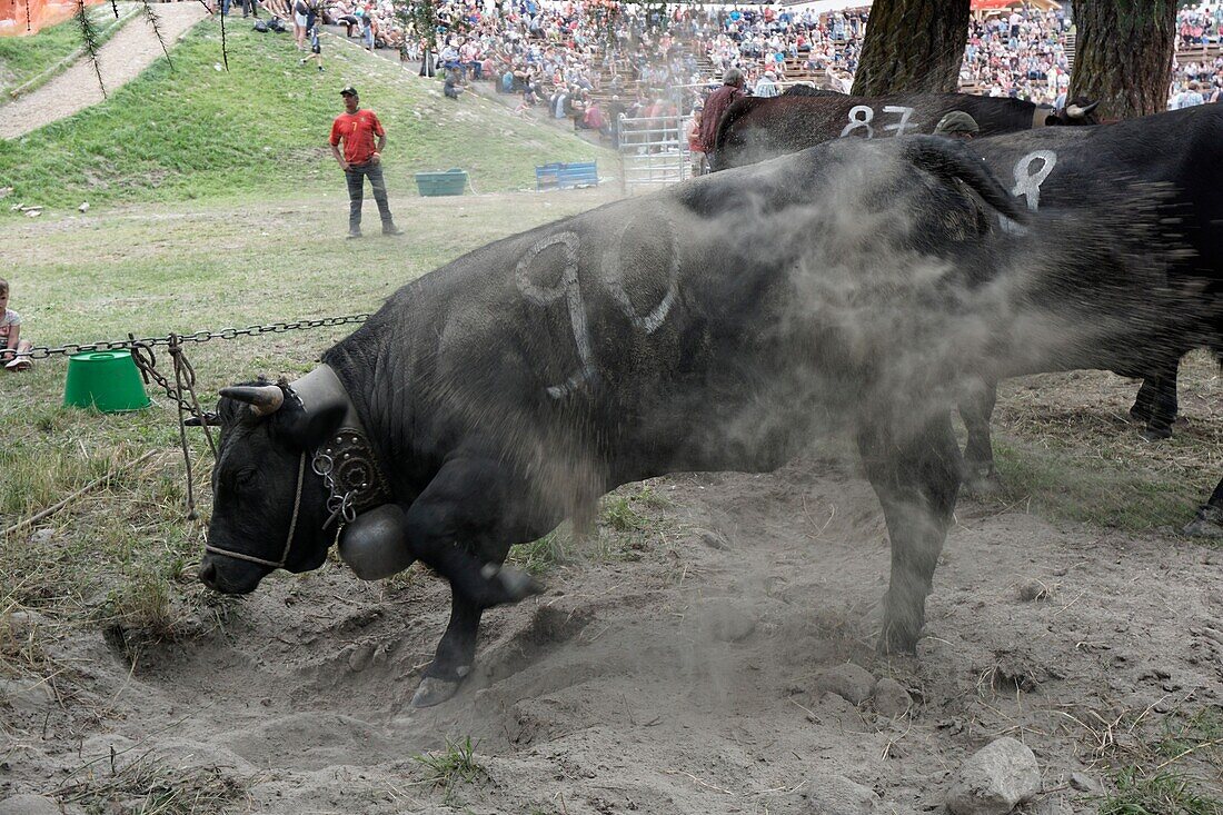 Switzerland, Valais Canton, Val d'Herens, village of Evolene in summer, inauguration of Les Hauderes Arena on august 2016, place where are fighting the blacks cows Herens according an ancient tradition