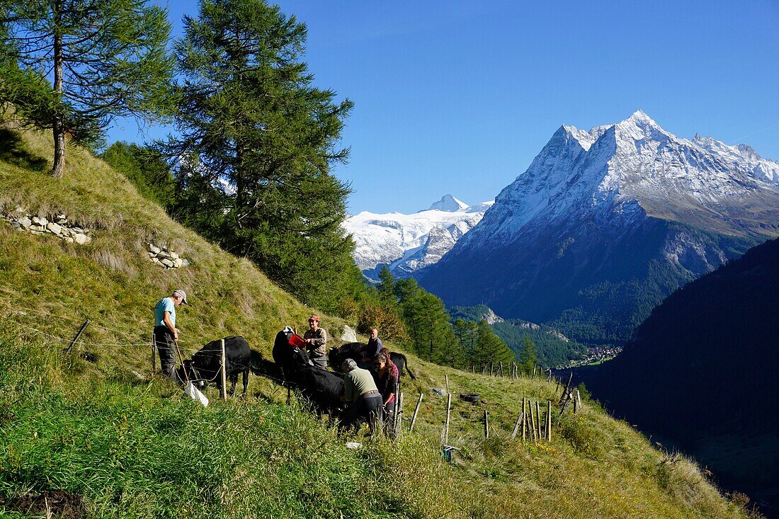 Schweiz, Kanton Wallis, Val d'Herens, Dorf Evolene