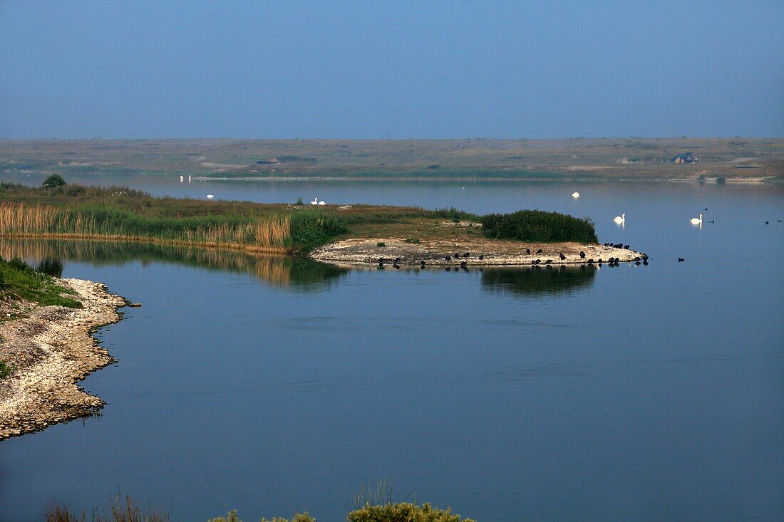 Frankreich, Somme, Cayeux sur Mer, Der Hâble d'Ault ist ein geschütztes Gebiet der &#x200b, &#x200b, der littoral picard