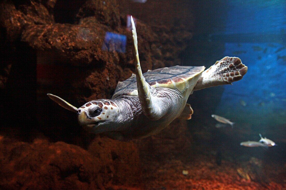 Frankreich, Pas de Calais, Boulogne sur Mer, Nausicaa-Aquarium, Nationales Zentrum des Meeres, der Schildkrötenteich