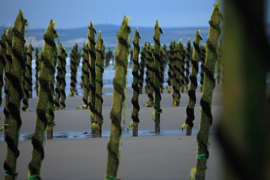 France, Pas de Calais, Audinghen, Cap Gris Nez, mussel park on Framzelle beach in Cap Gris Nez