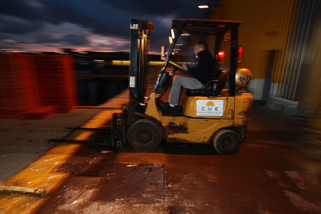 Frankreich, Pas de Calais, Boulogne sur Mer, der Fischereihafen, Boulogne sur Mer, 6 Uhr morgens, ein Trawler kommt vom Fischen zurück, wir entladen seine Ladung