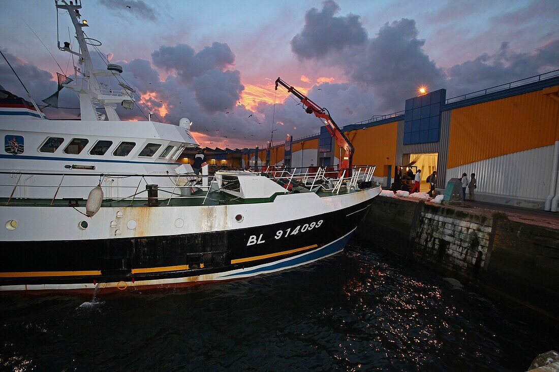 France, Pas de Calais, Boulogne sur Mer, the fishing port, Boulogne sur Mer, 6am of the morning, a trawler comes back from fishing, we unload his cargo