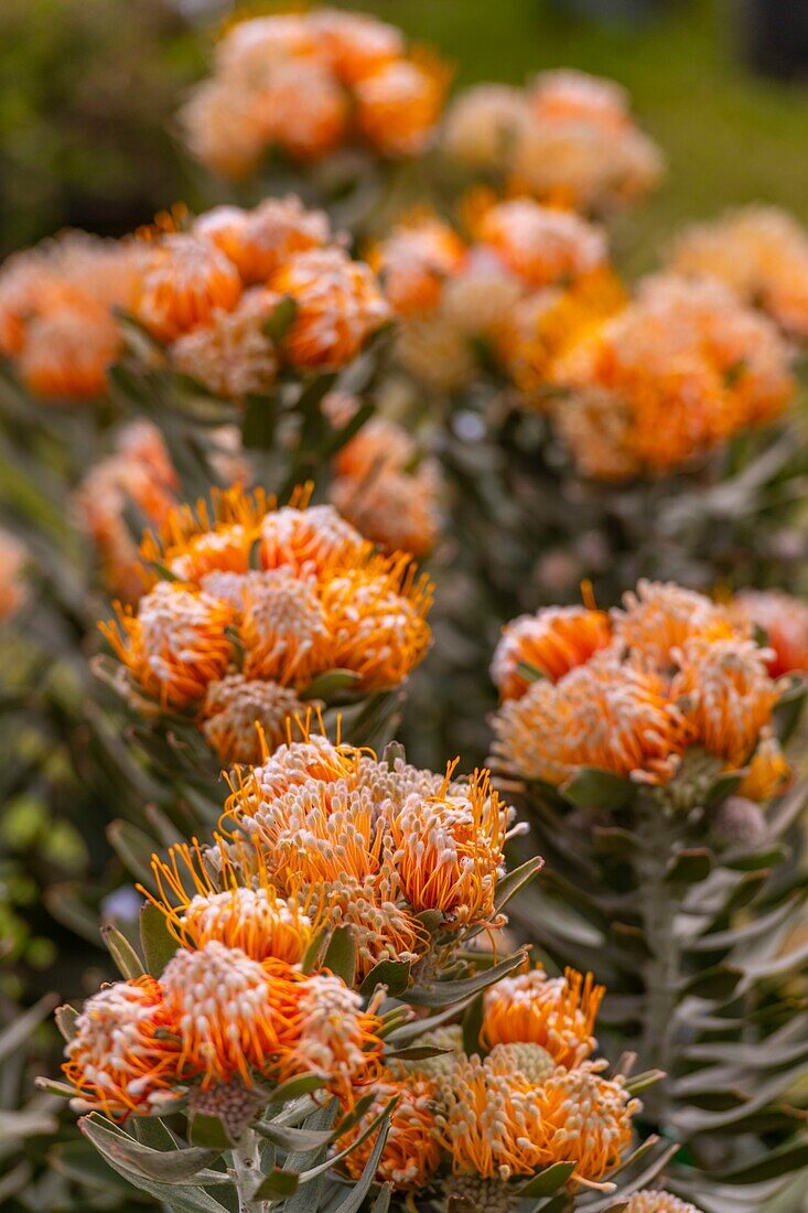 Frankreich, Oise, Chantilly, Schloss von Chantilly, Park und Schloss der Domäne von Chantilly, Pflanzentage von Chantilly, Leucospermum cordifolium Mardi Gras