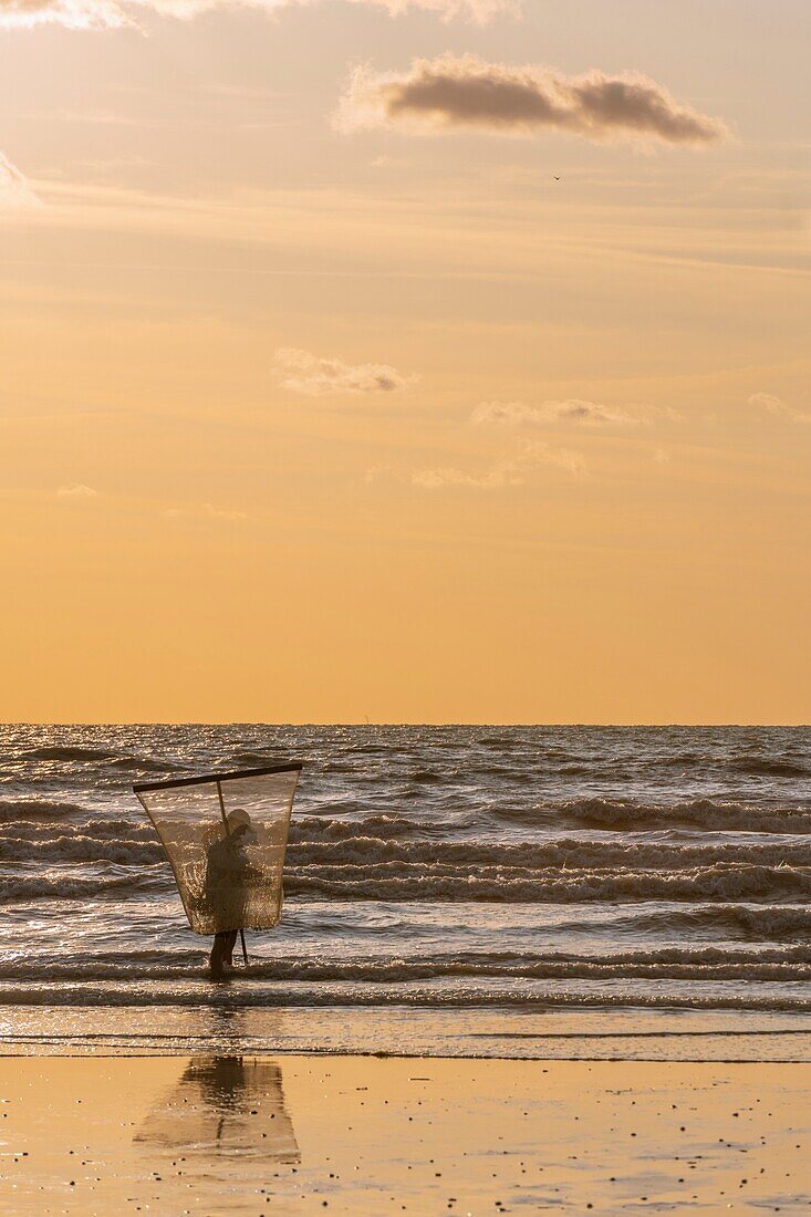 France, Somme, Ault, Gray shrimp fishermen on the beach of Ault with their big net