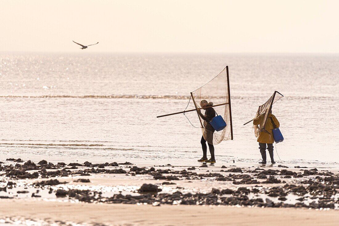 France, Somme, Ault, Fisherman (gray shrimp fishing) on the beach of Ault