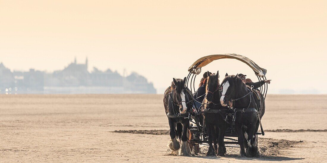 Frankreich, Somme, Baie de Somme, Naturreservat der Baie de Somme, Le Crotoy, Maye Beach, Zugpferde und Anhängevorrichtung eines Naturführers, der Touristen zu den Seehunden in der Baie de Somme führt